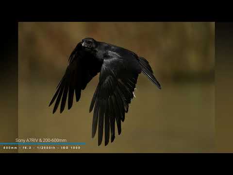 Sony A7RIV 200-600mm  - Birds In Flights (BIF)