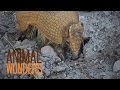 3 Banded Armadillos