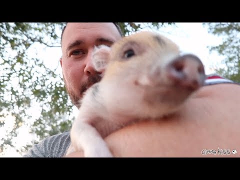 Sad DAY For Our Pet Pig Video