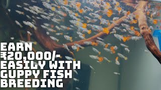 How to earn money by fish breeding | Breeding for profit tips in details