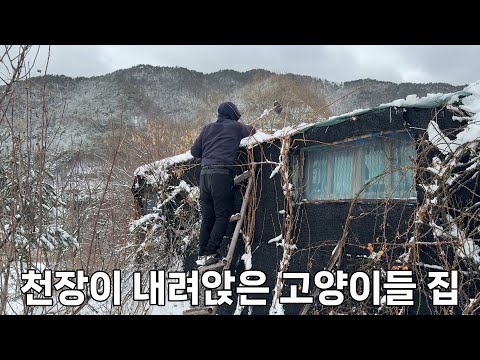 3월 폭설로 고양이들 집에 재난이 발생하다..