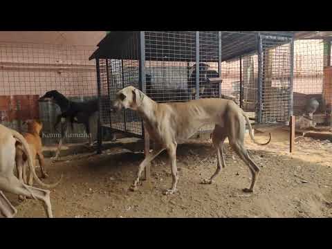 Rs.3000 முதல் நாட்டு நாய்கள் ||Native Dog Farm || Anbu Dog Farm ||Coimbatore