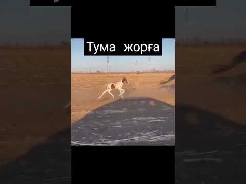 Тума жорға