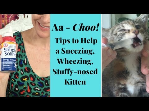 My Kitten Is Sneezing & Congested - Here's How to Help!