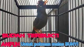 Download lagu POKSAY MANDARIN INI HANDAL PANCING POKMAN LAIN IKUT BERKICAU mp3