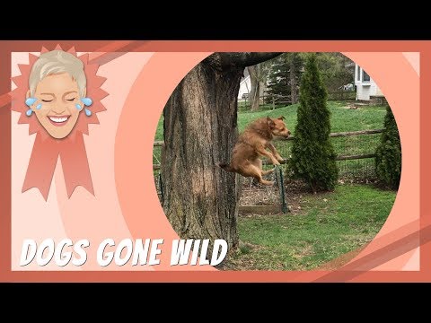 Dogs Gone Wild