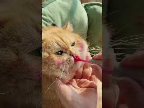 Do makeup for #exlittlebeans. #funnyvideo #funnycats