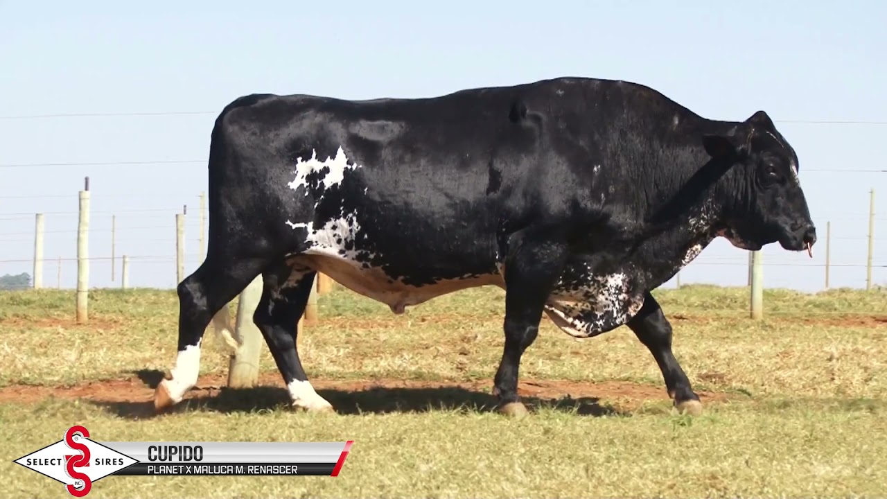 Vídeo CUPIDO PLANET RENASCER