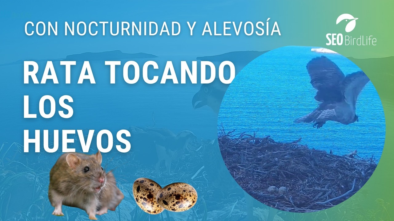 LA RATA QUIERE LOS HUEVOS ABANDONADOS 🥚🥚🐀· Águila pescadora · P.N. Cabrera - Osprey Spain