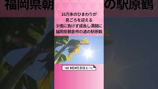 16万本のひまわりが見ごろを迎える　少雨に負けず成長し満開に　福岡県朝倉市の道の駅原鶴 #shorts #news