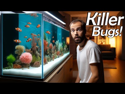 How to cure Marine Ich, White spot disease, in saltwater aqurariums.