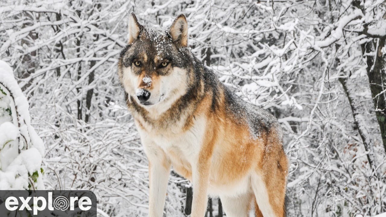 Live webcam view of Wolf Cam South at International Wolf Center