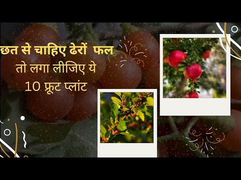 Fruits you can grow on terrace | 10 fruit plants that can be easily grown on the terrace.