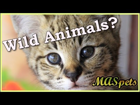 Are Pet Hybrid Cats Wild Animals?