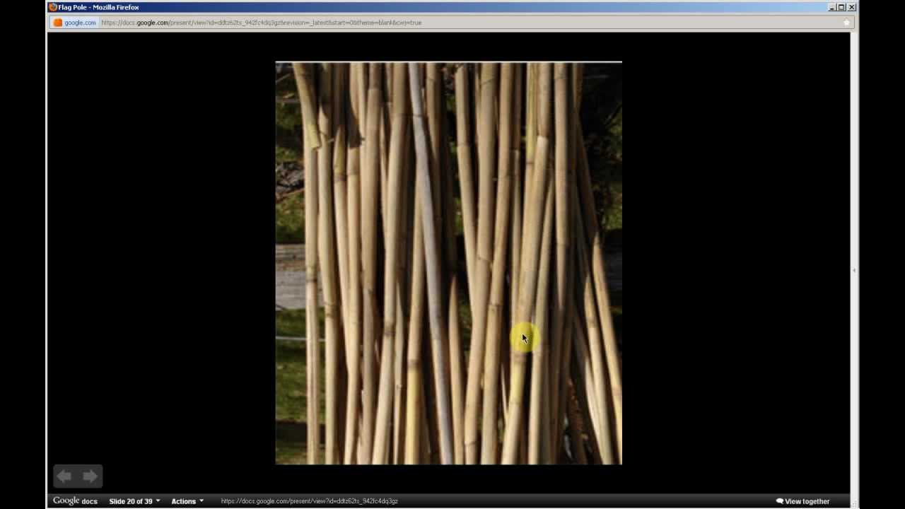 Phragmites australis | Common Reed (Pt 1 of 2) - YouTube