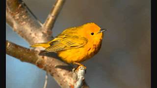 Oranges and Apples - Trashcan Sinatras Cover