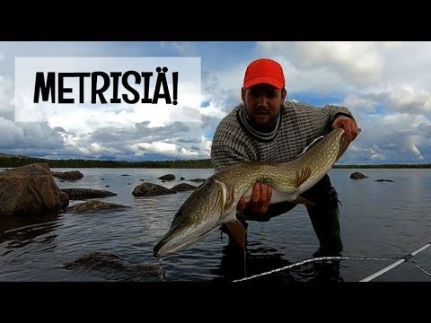 HAUKEA KAUKAA POHJOISESTA