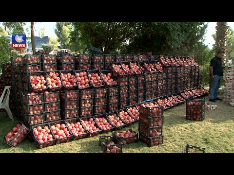 سەیری ڤیدیۆکە بکەن .. بۆ یەکەمجار لە شاری کەرکوک فێستیڤاڵی ھەنار بە بەرھەمە خۆماڵییەکانی جوتیارانی ھەورامان سازکرا
