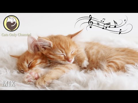 Music for Cats - 10 Hours of Peaceful Harp Music with Cat Purring Sounds