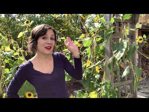 Governor Phil Scott, We Are Never Ever Ever Getting Back Together | Low Lily