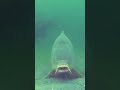 UNDERWATER CARP FISHING! Big Carp Taking HookBait..