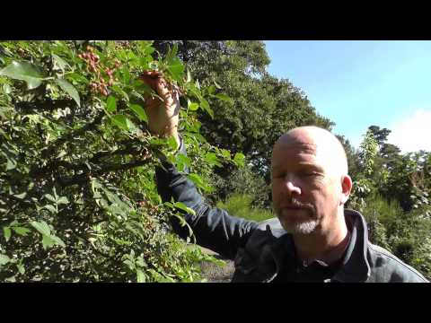 Szechuan Pfeffer bei Rühlemann's