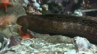 Wolf-eels: Sustainable Seafood?