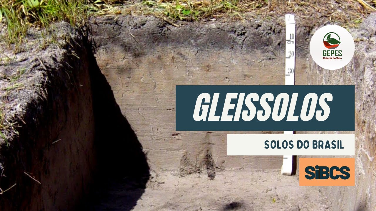 Solos do Brasil - Gleissolos