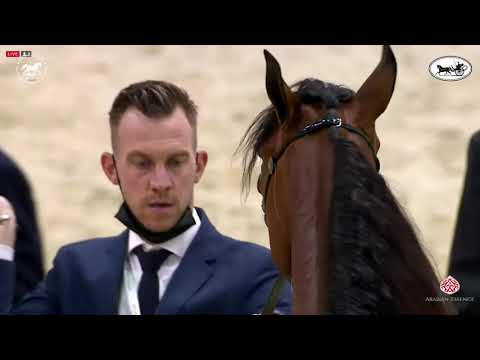 N 40 CYCLANA OS   Dubai International Arabian Horse Championship 2021   Fillies 2 Years Old Class 3