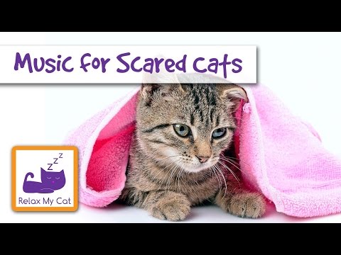 Music for Injured and Scared Cats. Soothing Relaxing Music for Poorly Cats