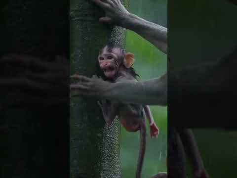 Crazy Monkey Moments in Nature 🐒