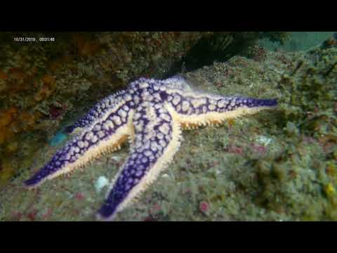 Los Angeles Lakers Starfish - Purple & Gold (Freediving in Japan)