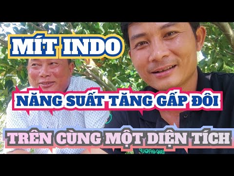 CÁCH TRỒNG, MÍT RUỘT ĐỎ INDO, NĂNG SUẤT TĂNG GẤP ĐÔI_TRÊN CÙNG MỘT DIỆN TÍCH.