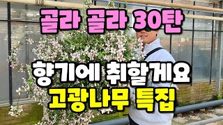 골라 골라 30탄!!!! 향기에 취해서 정신을 차릴 수가 없습니다. 고광나무 보여드리겠습니다.