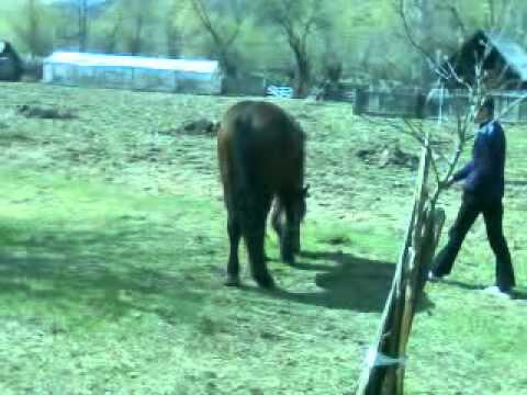 gheorghita armasar de doi ani