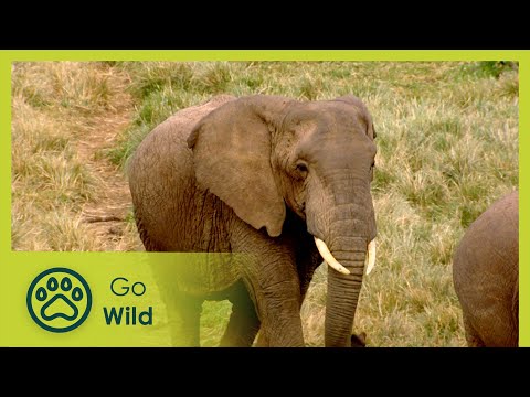 Animal Medicine - Animals Like Us 2/11 - Go Wild