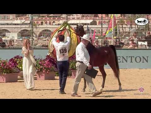 N 139 D SHEIMAZ   Mediterranean and Arab Countries AHC   Menton 2021   Colts 3 Years Old Class 8