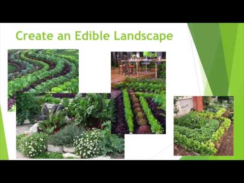 Stop Mowing, Start Growing -- Part 1: Turn Your Lawn into an Edible Landscape