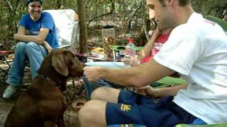 Download lagu My dog is a Republican mp3