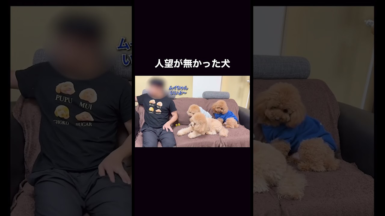 人望がなかった犬【多頭飼い】　♯shorts