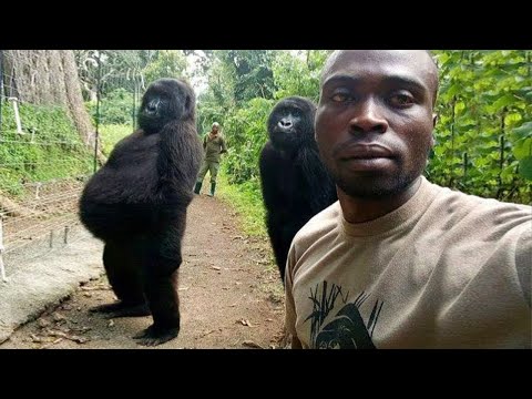 Même les singes aiment prendre des selfies | Vidéos d'animaux les plus drôles
