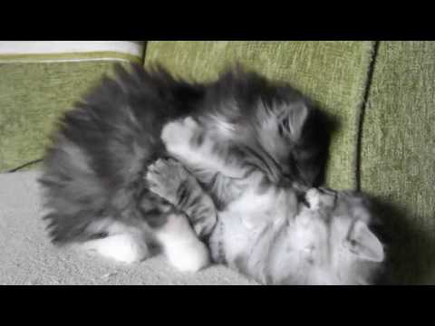 Deepak and Lakshmi, 2 months old Norwegian Forest Kittens are wrestling