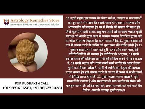 11 (gyarah) mukhi nepali rudraksha bead, approx. 3-5 gm