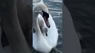 イギリス生活　白鳥日記