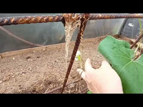 Growing Gourds in the UK