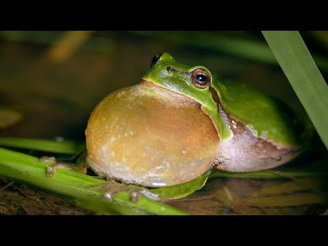 Rosnicka zelena (Hyla arborea) - hlasne volanie