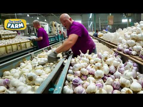 Mind-Blowing Garlic MEGA FACTORY: How Garlic is Mass Harvested And Processed!