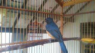 Download lagu Terapi air hujan dan suara tledekan bakau muda ... mp3