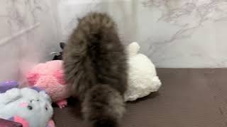 ミヌエットの動画01