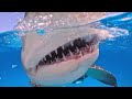 Lemon Shark CHARGES My Camera Insane Close Call